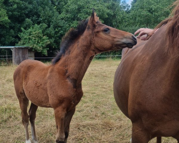 Pferd Chesmu (Deutsches Reitpony, 2021, von Champ de Luxe)