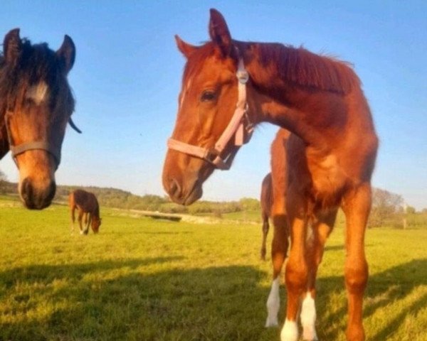 horse Fire of Night JM (Hanoverian, 2021, from Fabion Blue Hors) horse Fire of Night JM (Hanoverian, 2021, from Fabion Blue Hors)