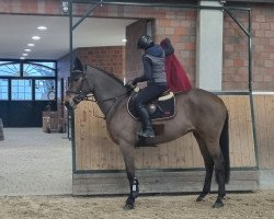 broodmare Diamant For You (Hanoverian, 2017, from Diamant de Semilly)