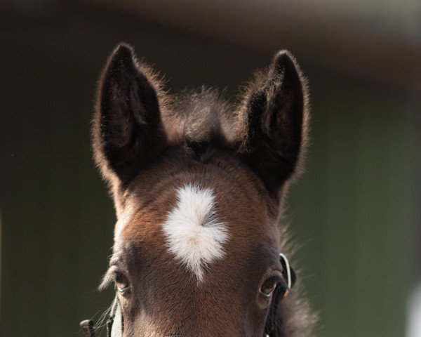 Pferd Philippa Gricia (Holsteiner, 2022, von Cabrio van de Heffinck)