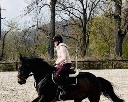 jumper Lavitana (German Warmblood, 2016, from Lavillon)