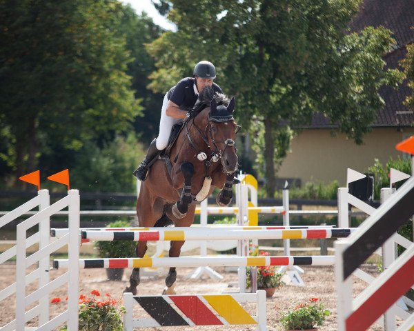 jumper Calido´s Son (Oldenburg, 2006, from Calido I)