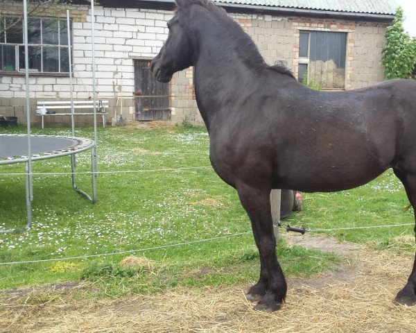 Zuchtstute Brenda (Deutsches Reitpony, 1990, von Brenig Madoc)