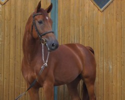 Springpferd Coco B 3 (Rheinländer, 2017, von Calido I)