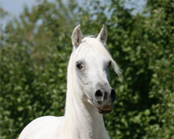 broodmare DF Aniya ox (Arabian purebred, 2002, from NK Hafid Jamil EAO)