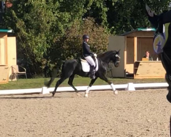 dressage horse Fürstenglanz 12 (Hanoverian, 2015, from Fürst Belissaro) dressage horse Fürstenglanz 12 (Hanoverian, 2015, from Fürst Belissaro)