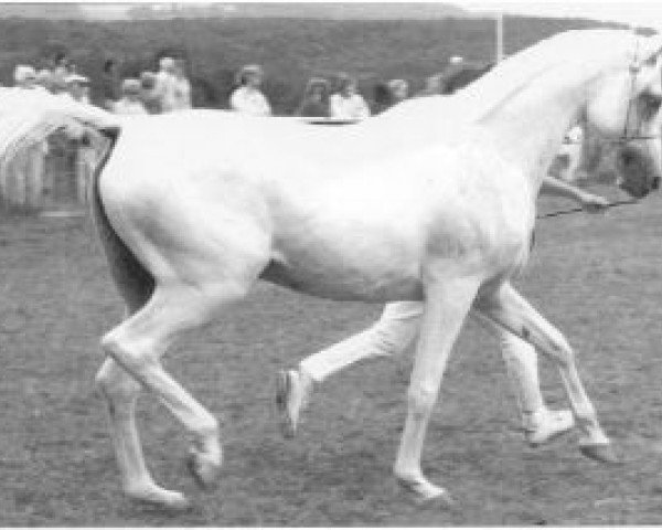 broodmare Kazeemah ox (Arabian purebred, 1970, from Kaisoon 1958 EAO)