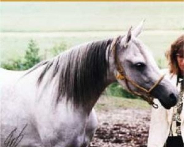 broodmare Kafoura El Shaklan ox (Arabian purebred, 1982, from El Shaklan 1975 ox)