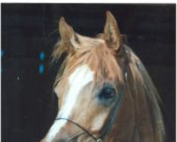 stallion IH Shaklan Pasha ox (Arabian purebred, 1988, from Sherif Pasha 1982 ox)
