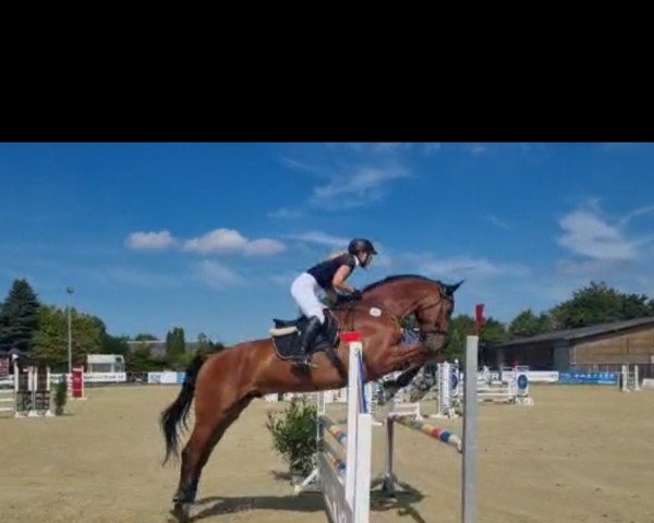 jumper Agamemnon Z (Zangersheide riding horse, 2015, from Atomic Z)