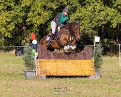 jumper Merlyn 24 (UK Pony, 2012)