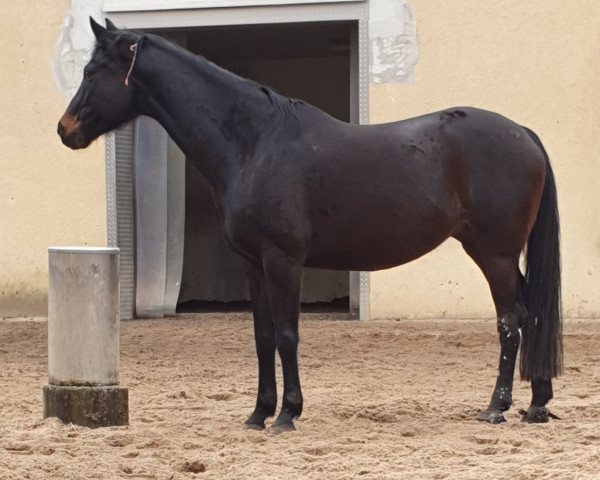 Dressurpferd Happy Girl 44 (KWPN (Niederländisches Warmblut), 2012, von Sorento OLD)