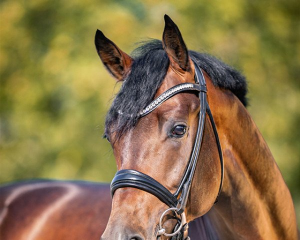 Pferd Forever Rock (Westfale, 2019, von Franziskus FRH)