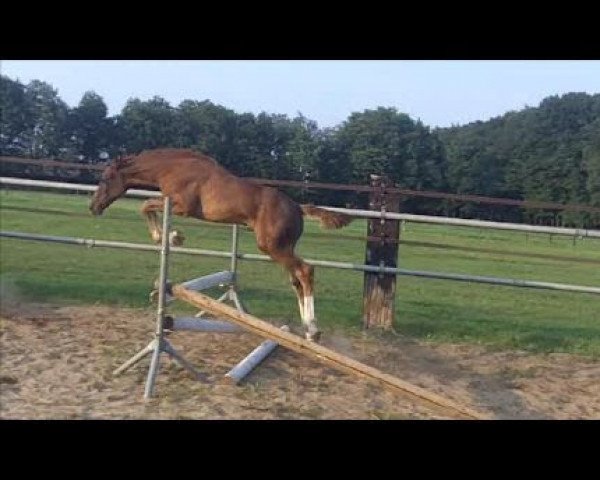 broodmare Kalexia Z (Zangersheide riding horse, 2013, from Kannan)