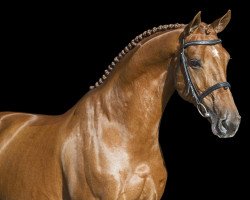 stallion Brantzau (Selle Français, 2011, from Baloubet du Rouet)