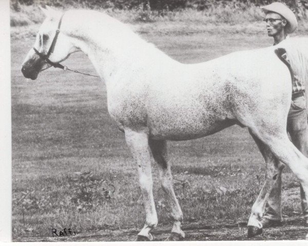 stallion Raffi ox (Arabian purebred, 1946, from Raffles ox)