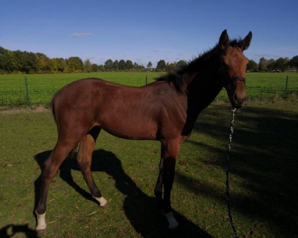 horse rino (Westphalian, 2015, from Rock Amour)