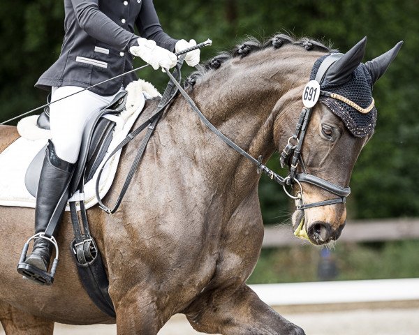 dressage horse Santa Fee H (Hanoverian, 2006, from Stakkato)