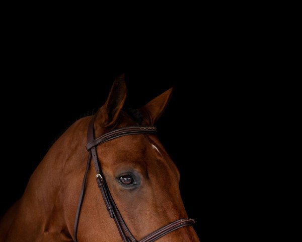 jumper Luke Lele (Hanoverian, 2013, from Henglein's Licosto)
