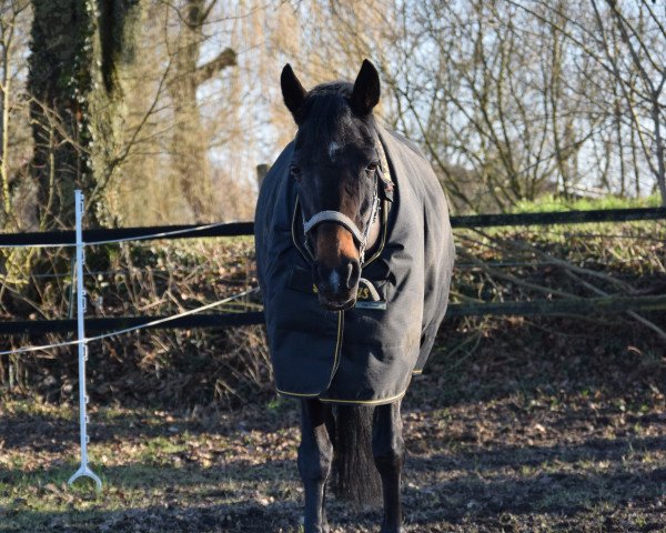 Springpferd Valina 7 (Deutsches Reitpony, 2003, von Vivaldi)