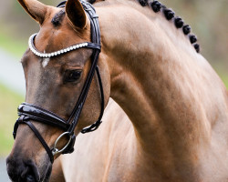 dressage horse Federleicht 29 (Westphalian, 2016, from Fürst Fohlenhof)