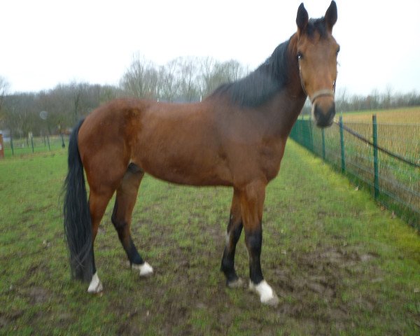 horse Rino (Westphalian, 2018, from Rock Forever NRW)