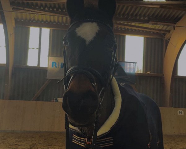 broodmare Atlantis 165 (Hessian Warmblood, 2002, from Almaz)