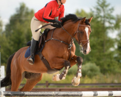 jumper Quido Rebel (Czech Warmblood, 2007, from Induparts Guidam Sohn)