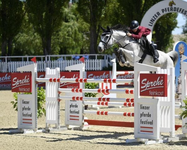 jumper Frederike (Holsteiner, 2013, from Cachas)
