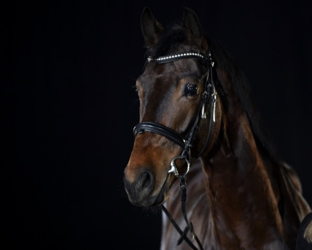dressage horse Floreado (Oldenburg, 2018, from Feinrich)