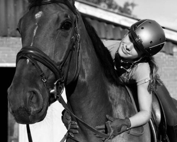 jumper Tobacco 4 (Hanoverian, 2016, from Tangelo van de Zuuthoeve)