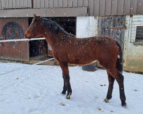 horse Cinzano (German Sport Horse, 2022, from Ciacomo)