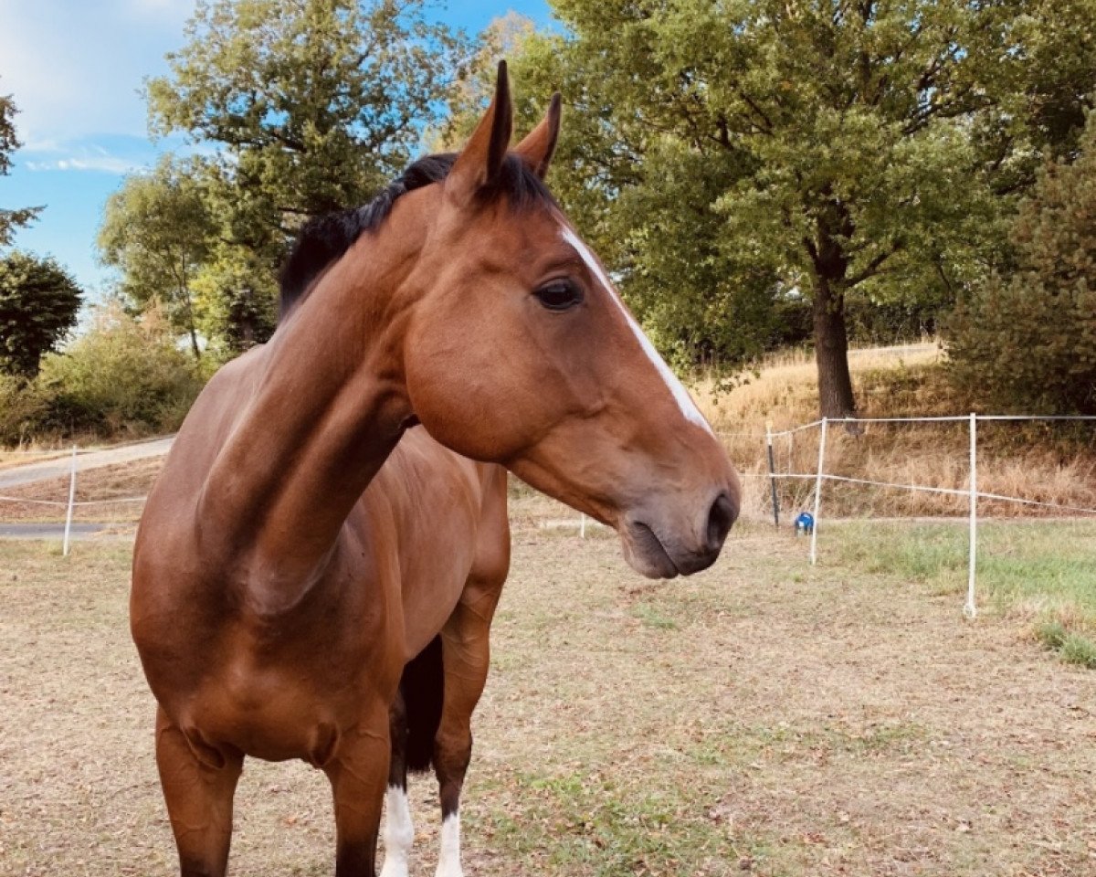 horse Go Go Gadgeto Jump (Westphalian, 2014, from Gaillard de La Pomme)