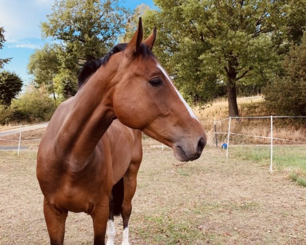 horse Go Go Gadgeto Jump (Westphalian, 2014, from Gaillard de La Pomme)