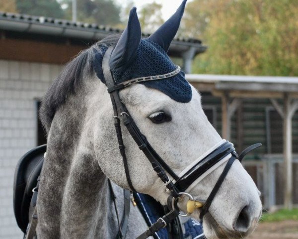 broodmare Ida IV (Holsteiner, 2016, from Quiran)
