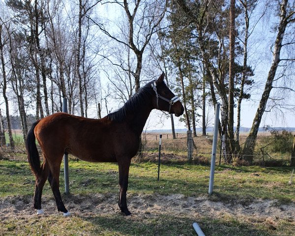horse Tomec (Mecklenburg, 2021, from Top Level)