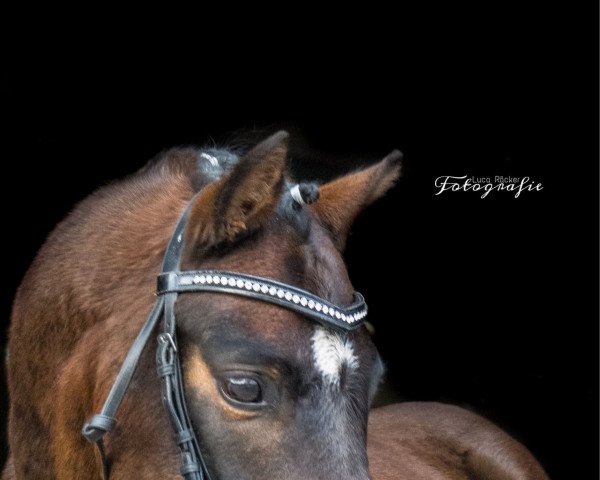 horse Quirin (German Riding Pony, 2015, from Quaterback's Junior)