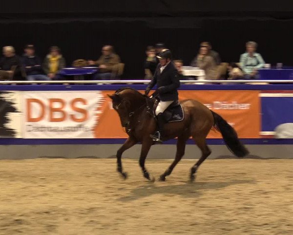 FEI Reitturnier Neumünster (GER) 2021