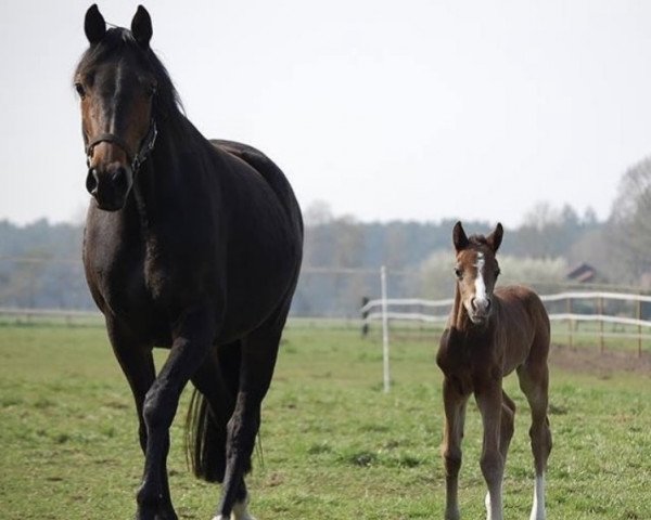 Dressurpferd Bahrain (Deutsches Reitpony, 2014, von Bob Sinclair R)