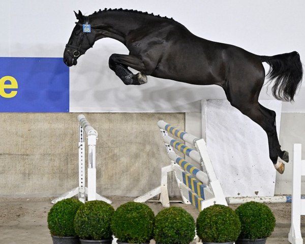 stallion Despacito van het Molenhof Z (Zangersheide riding horse, 2020, from Dominator 2000 Z)