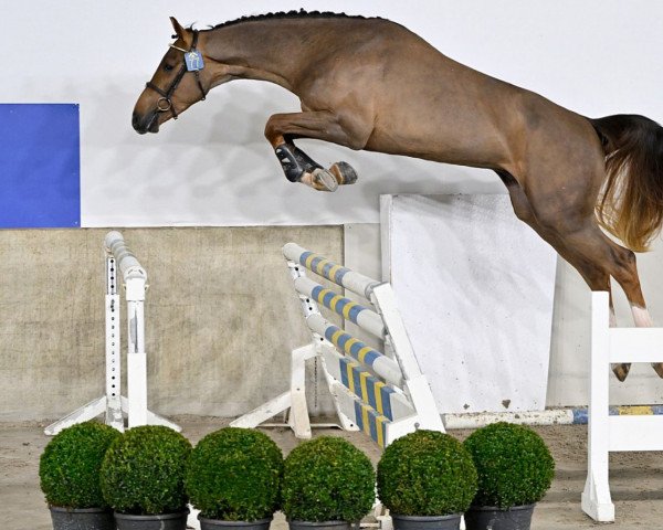 stallion Pavarotti van de Schutskooi (KWPN (Royal Dutch Sporthorse), 2020, from Amadeo van 't Vossenhof Z)