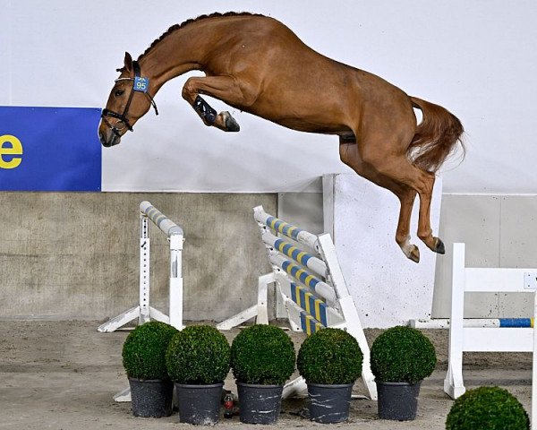 Deckhengst Coldplay VDM Z (Zangersheide Reitpferd, 2020, von Chacfly PS)