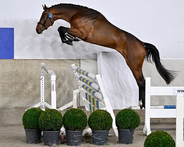 stallion Diamant Touched LB (Westphalian, 2020, from Diamant de Semilly)