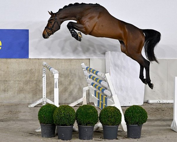 stallion Uniko Hylanderhof Z (Zangersheide riding horse, 2020, from Untouchable)