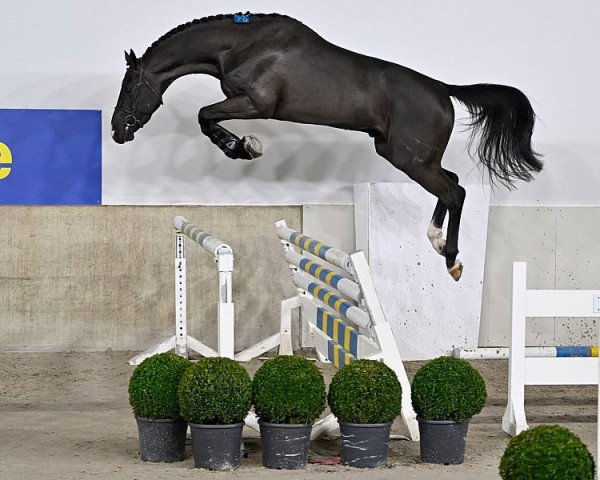 stallion Devil 2000 Z (Zangersheide riding horse, 2020, from Dominator 2000 Z)