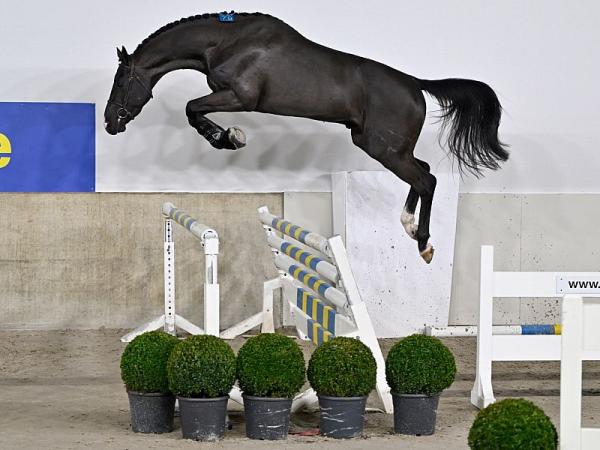 コレクション STALLIONS 2000 e0c59cb7-1bd4-46c2-950d-