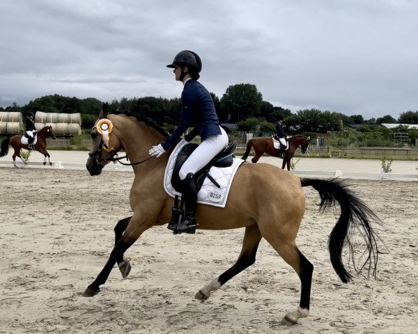 Dressurpferd Steendieks Donnerlittchen (Deutsches Reitpony, 2013, von Steendieks Champ of Glory)