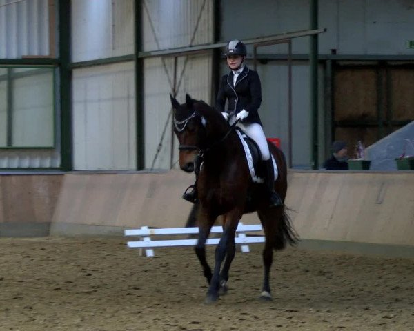Reitturnier Rhede 2023