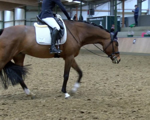 Reitturnier Rhede 2023