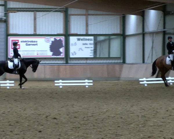 Reitturnier Rhede 2023